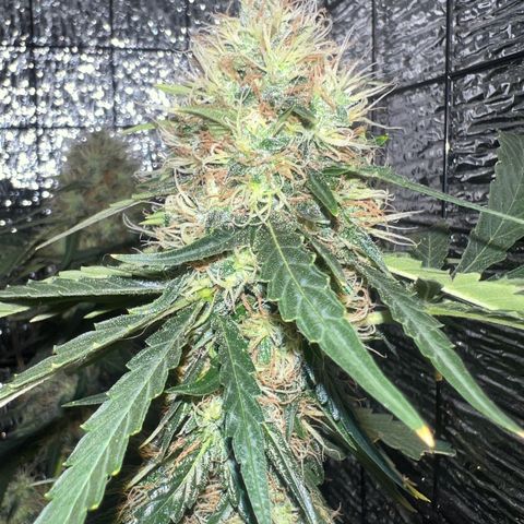 Gorilla glue(gg4) growlog timeline photo