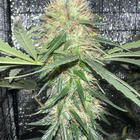Gorilla glue(gg4) growlog timeline photo