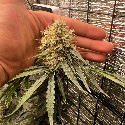 Gorilla glue(gg4) growlog timeline photo