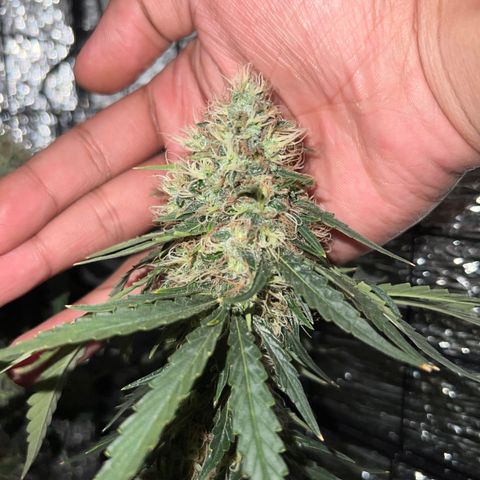 Gorilla glue(gg4) growlog timeline photo