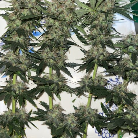 Gorilla glue(gg4) growlog timeline photo