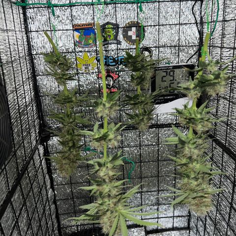 Gorilla glue(gg4) growlog timeline photo
