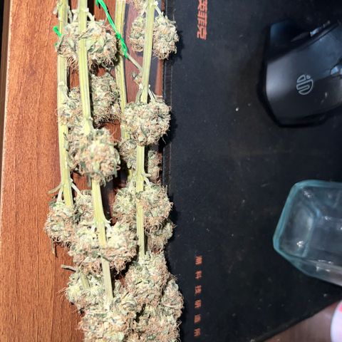 Gorilla glue(gg4) growlog timeline photo