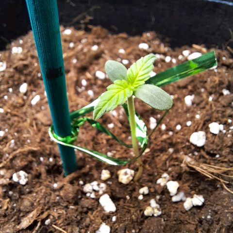 1 Royal Bluematic/ 1 Royal Haze growlog timeline photo