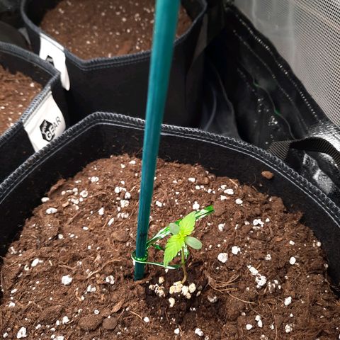 1 Royal Bluematic/ 1 Royal Haze growlog timeline photo