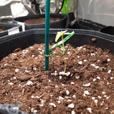 1 Royal Bluematic/ 1 Royal Haze growlog timeline photo