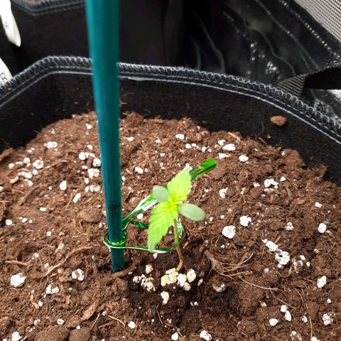 1 Royal Bluematic/ 1 Royal Haze growlog timeline photo