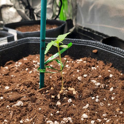 1 Royal Bluematic/ 1 Royal Haze growlog timeline photo