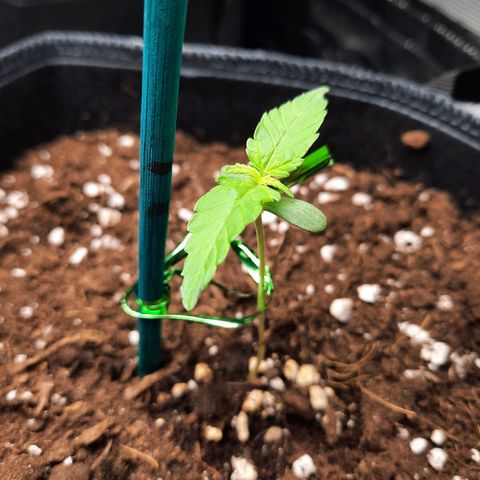 1 Royal Bluematic/ 1 Royal Haze growlog timeline photo