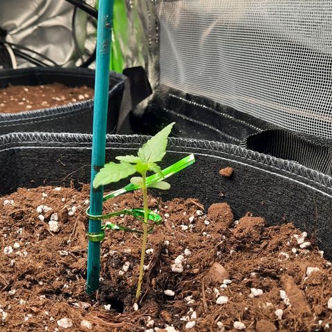 1 Royal Bluematic/ 1 Royal Haze growlog timeline photo