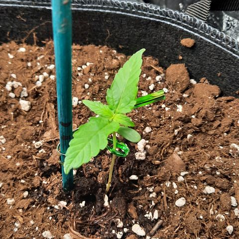 1 Royal Bluematic/ 1 Royal Haze growlog timeline photo