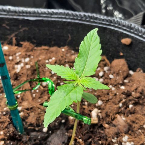 1 Royal Bluematic/ 1 Royal Haze growlog timeline photo
