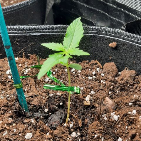 1 Royal Bluematic/ 1 Royal Haze growlog timeline photo