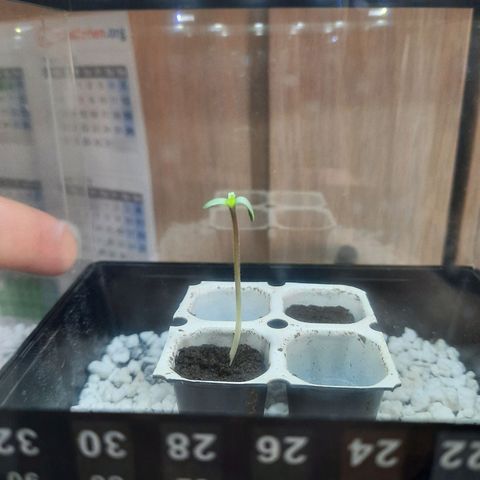 Quick One growlog timeline photo