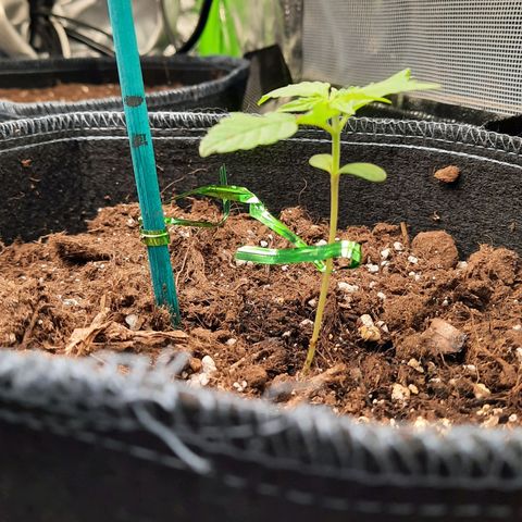 1 Royal Bluematic/ 1 Royal Haze growlog timeline photo