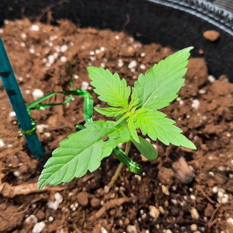 1 Royal Bluematic/ 1 Royal Haze growlog timeline photo
