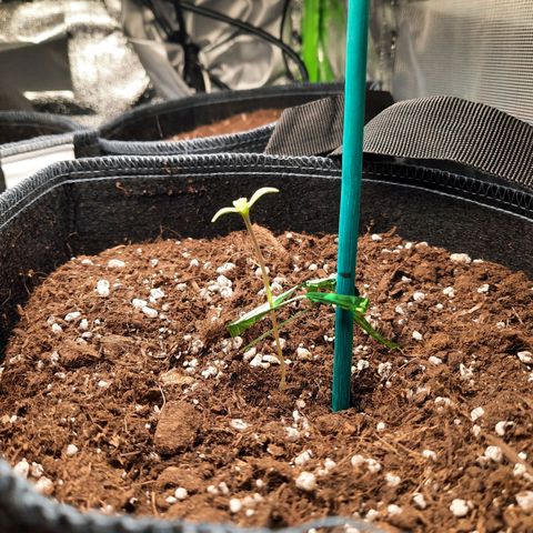 Quick One growlog timeline photo