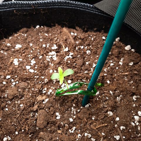 Quick One growlog timeline photo