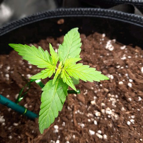 1 Royal Bluematic/ 1 Royal Haze growlog timeline photo