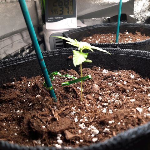 1 Royal Bluematic/ 1 Royal Haze growlog timeline photo