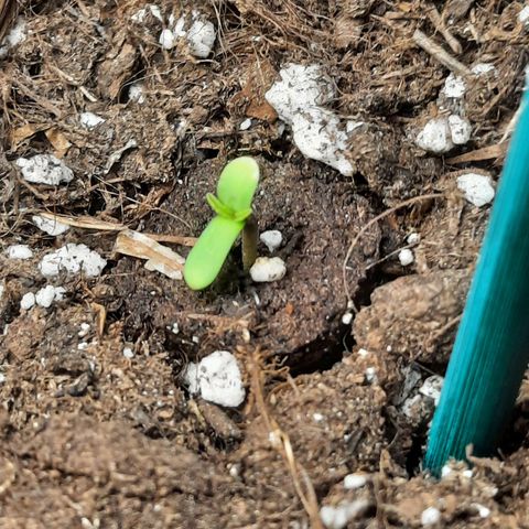 Quick One growlog timeline photo