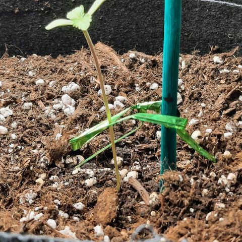 Quick One growlog timeline photo