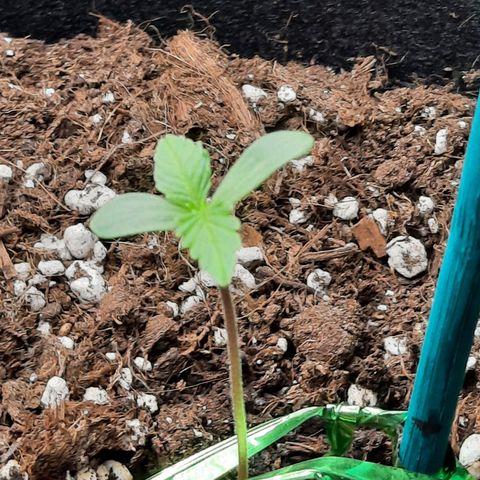 Quick One growlog timeline photo