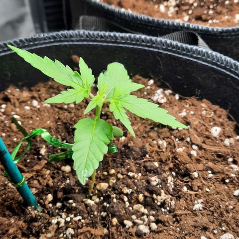 1 Royal Bluematic/ 1 Royal Haze growlog timeline photo
