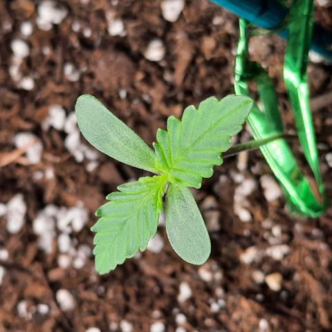 Quick One growlog timeline photo