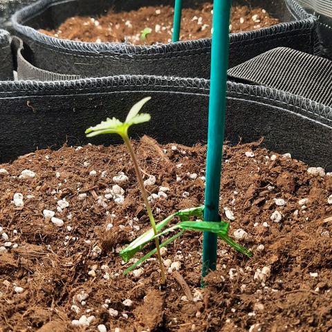 Quick One growlog timeline photo