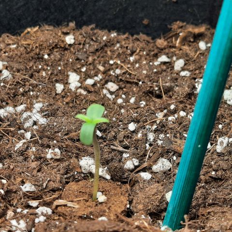 Quick One growlog timeline photo