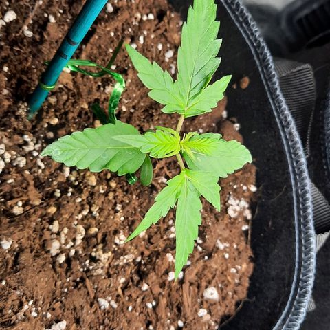 1 Royal Bluematic/ 1 Royal Haze growlog timeline photo
