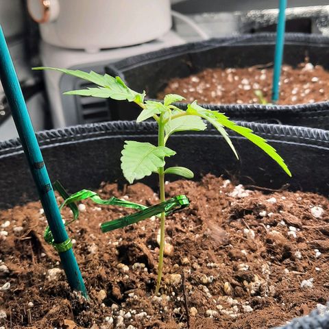 1 Royal Bluematic/ 1 Royal Haze growlog timeline photo