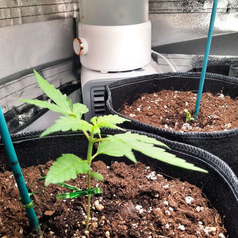 1 Royal Bluematic/ 1 Royal Haze growlog timeline photo