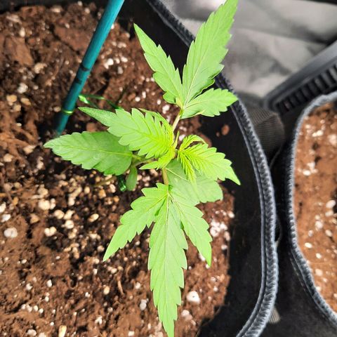1 Royal Bluematic/ 1 Royal Haze growlog timeline photo