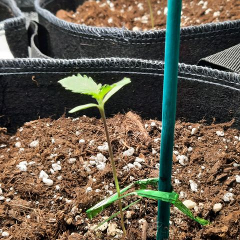 Quick One growlog timeline photo