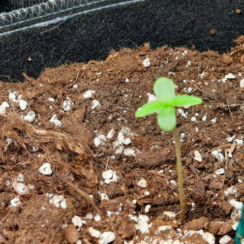 Quick One growlog timeline photo