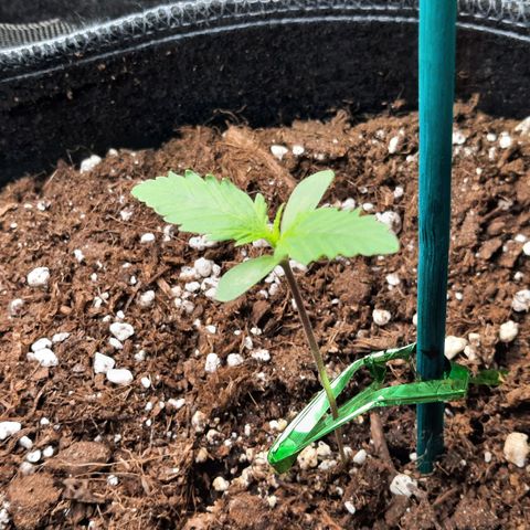 Quick One growlog timeline photo
