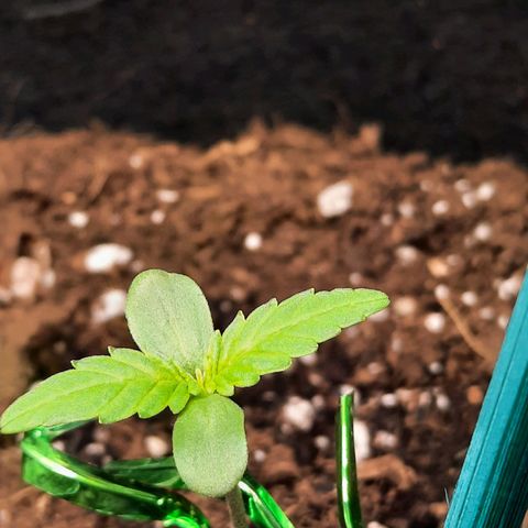 Quick One growlog timeline photo