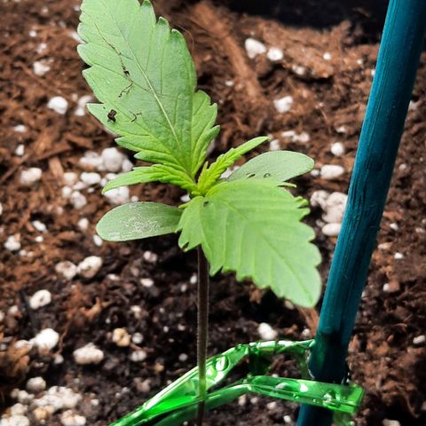 Quick One growlog timeline photo
