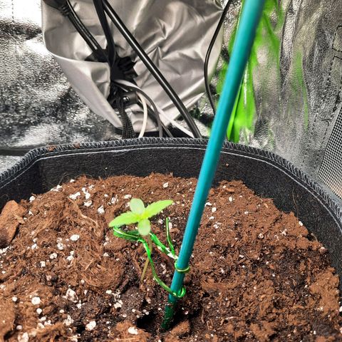 Quick One growlog timeline photo