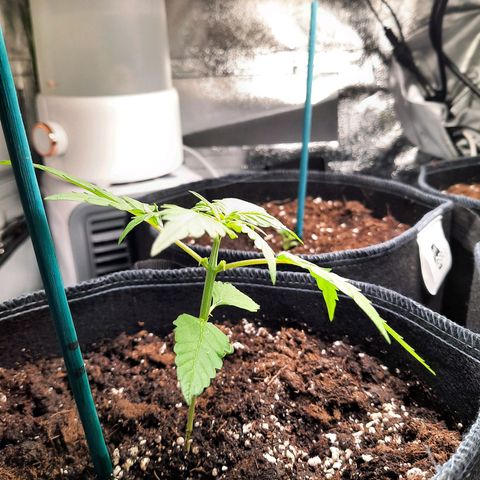 1 Royal Bluematic/ 1 Royal Haze growlog timeline photo