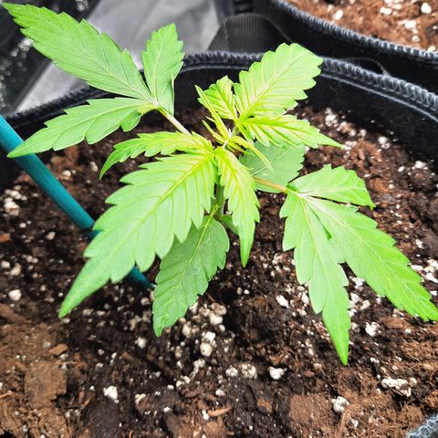 1 Royal Bluematic/ 1 Royal Haze growlog timeline photo