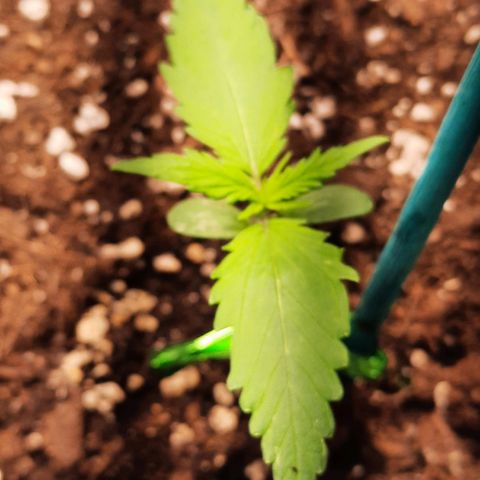 Quick One growlog timeline photo