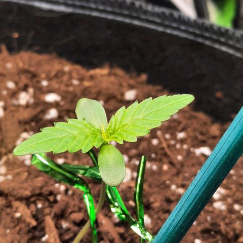 Quick One growlog timeline photo
