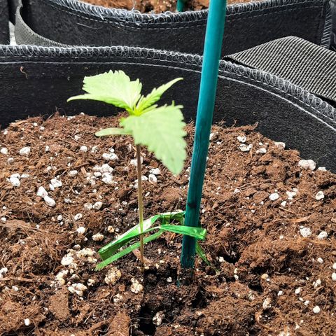 Quick One growlog timeline photo