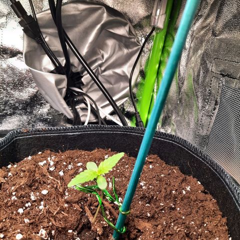 Quick One growlog timeline photo