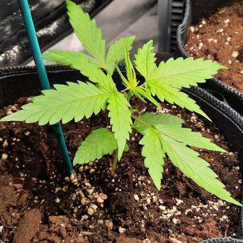 1 Royal Bluematic/ 1 Royal Haze growlog timeline photo