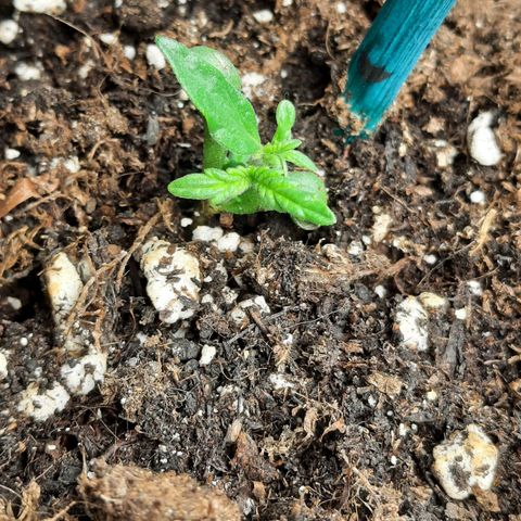 1 Royal Bluematic/ 1 Royal Haze growlog timeline photo