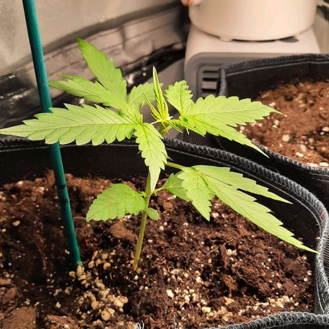 1 Royal Bluematic/ 1 Royal Haze growlog timeline photo